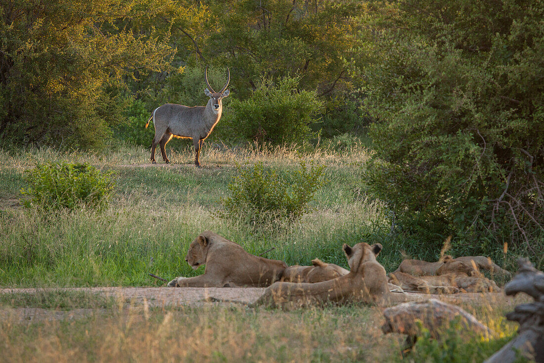 Ein Wasserbock, Kobus ellipsiprymnus, steht vor einem Löwenrudel