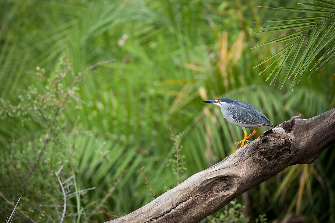 Green-Backed Heron, Butorides striata, sitting on a log by the river