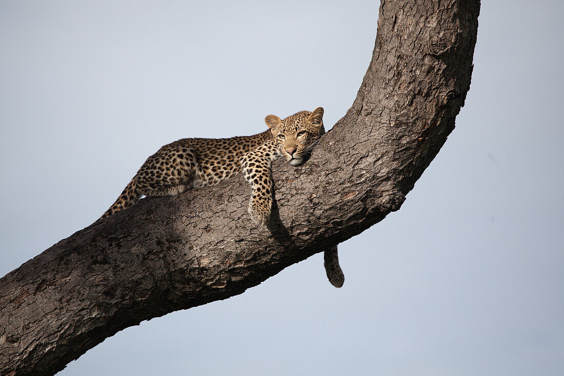 A leopard, Panthera pardus, lies on a tree trunk, blue sky background