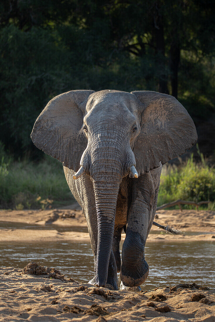 An elephant, Loxodonta africana, walks through a sandy river bed