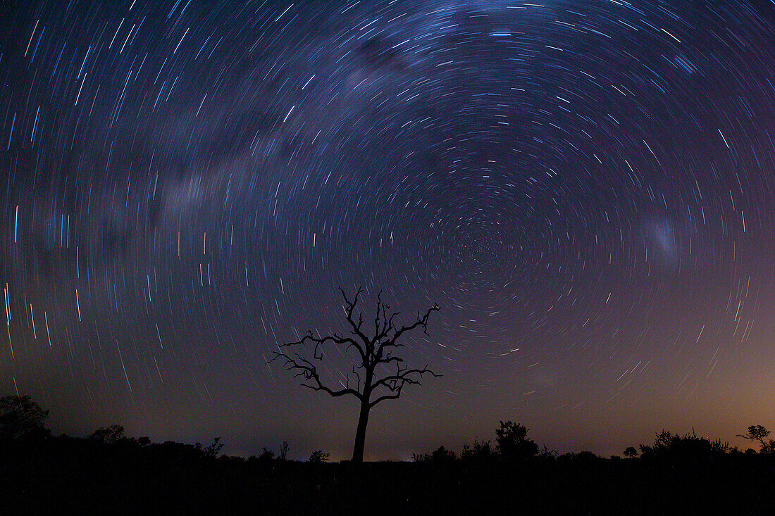 A star trail around a dead tree