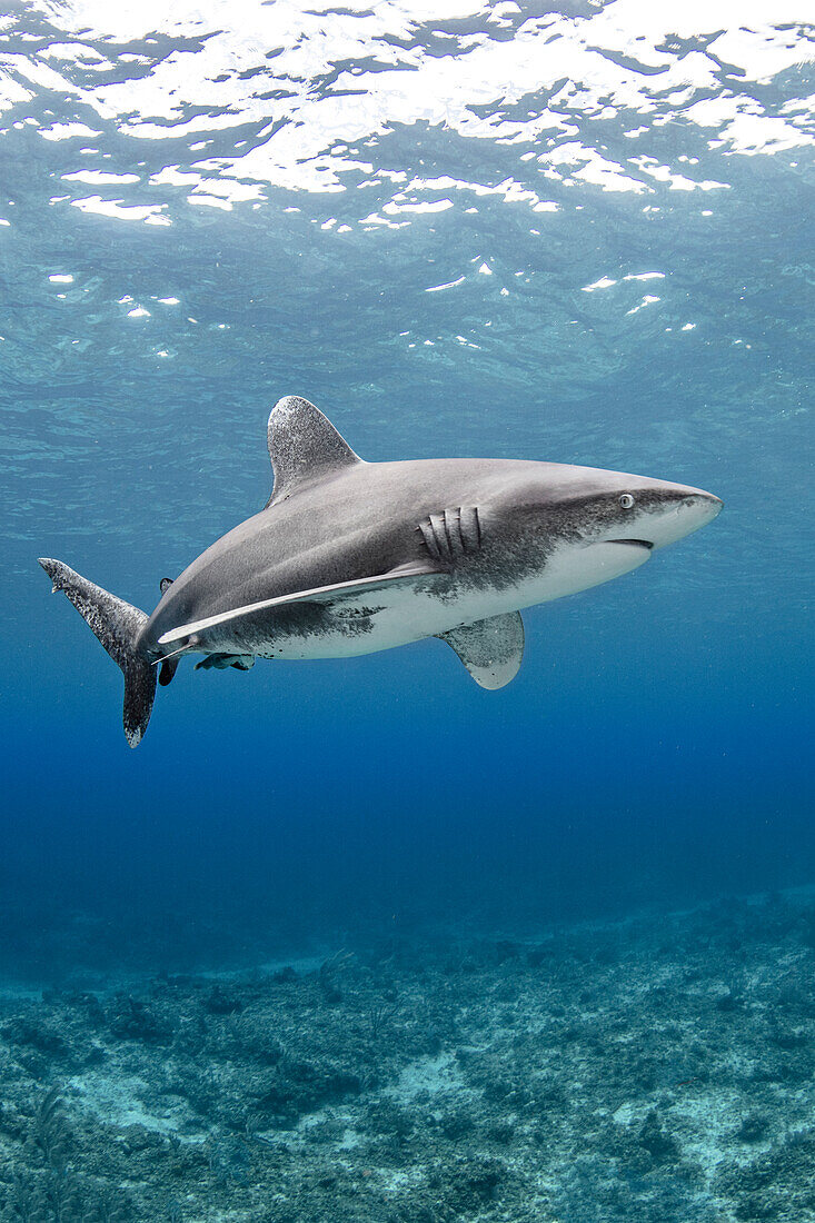 Bahamas, Cat Island, Oceanic whitetip shark swimming underwater