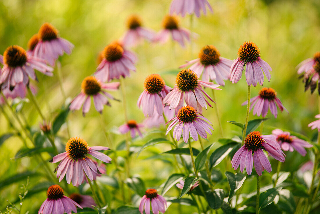 Kanada, Ontario, Echinacea Blumen wachsen im Feld