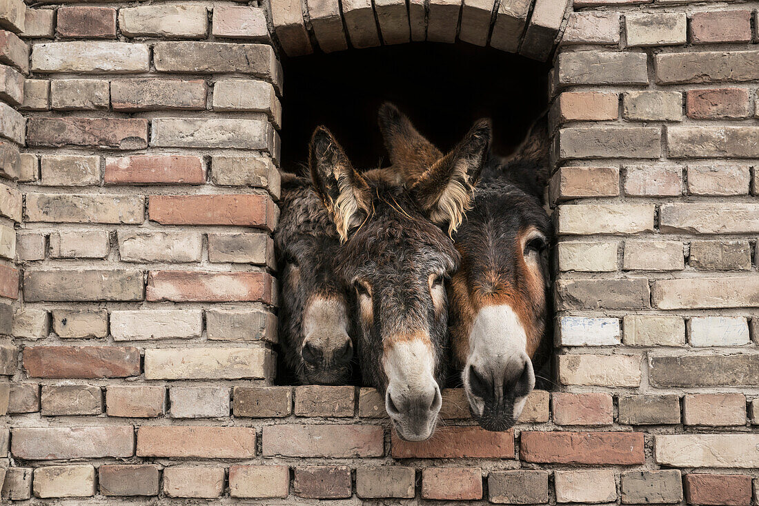 Portrait three donkeys in brick window