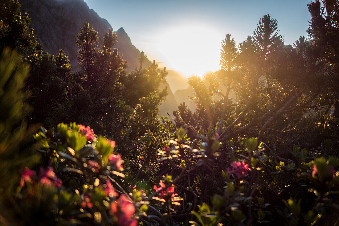 Der Weg durch Höllental auf die Zugspitze, Höllentalklettersteig im Sonnenaufgang, Morgensonne scheint durch die Latschenkiefern und Alpenrosen, Bayern, Deutschland