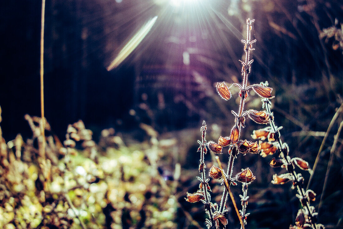 Autumn mood in the Karwendel - withered flower in the backlight