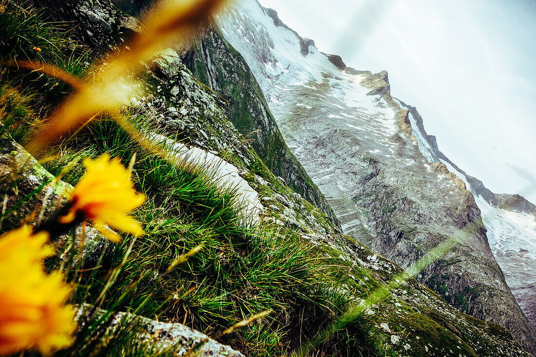 Zillertaler Alpen mit Bergblume im Vordergrund, Tirol, Österreich