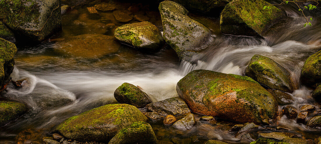 On the Buchberger Leite in spring, Bavarian Forest, Lower Bavaria, Bavaria, Germany