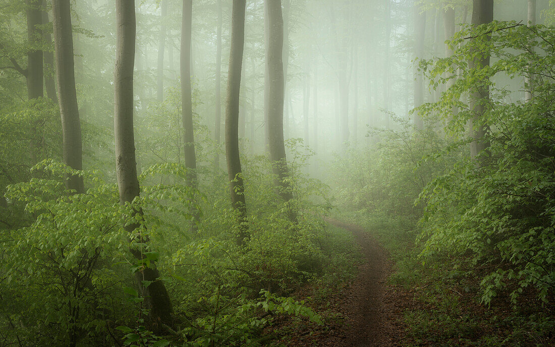 Spring in the beech forest, Bavaria, Germany, Europe