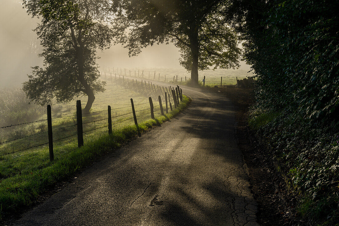 Foggy early autumn morning on the edge of the Great Ostersee, Bavaria, Germany, Europe