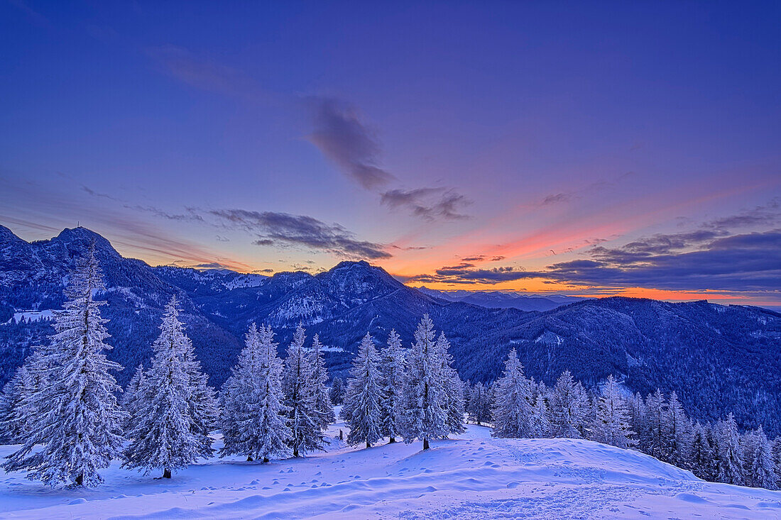 Evening mood with snow-covered spruce trees and a view of Wendelstein, Breitenstein and Bavarian Alps, from Farrenpoint, Mangfall Mountains, Bavarian Alps, Upper Bavaria, Bavaria, Germany