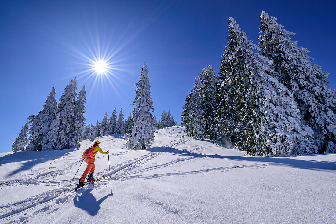 Frau auf Skitour steigt durch große verschneite Fichten zum Predigtstuhl auf, Predigtstuhl, Chiemgauer Alpen, Oberbayern, Bayern, Deutschland