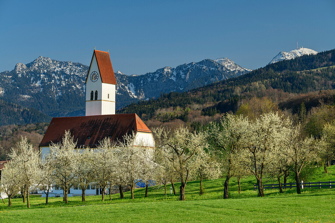 Blooming apple trees with church and snow-capped mountains in the background, Bad Feilnbach, Upper Bavaria, Bavaria, Germany