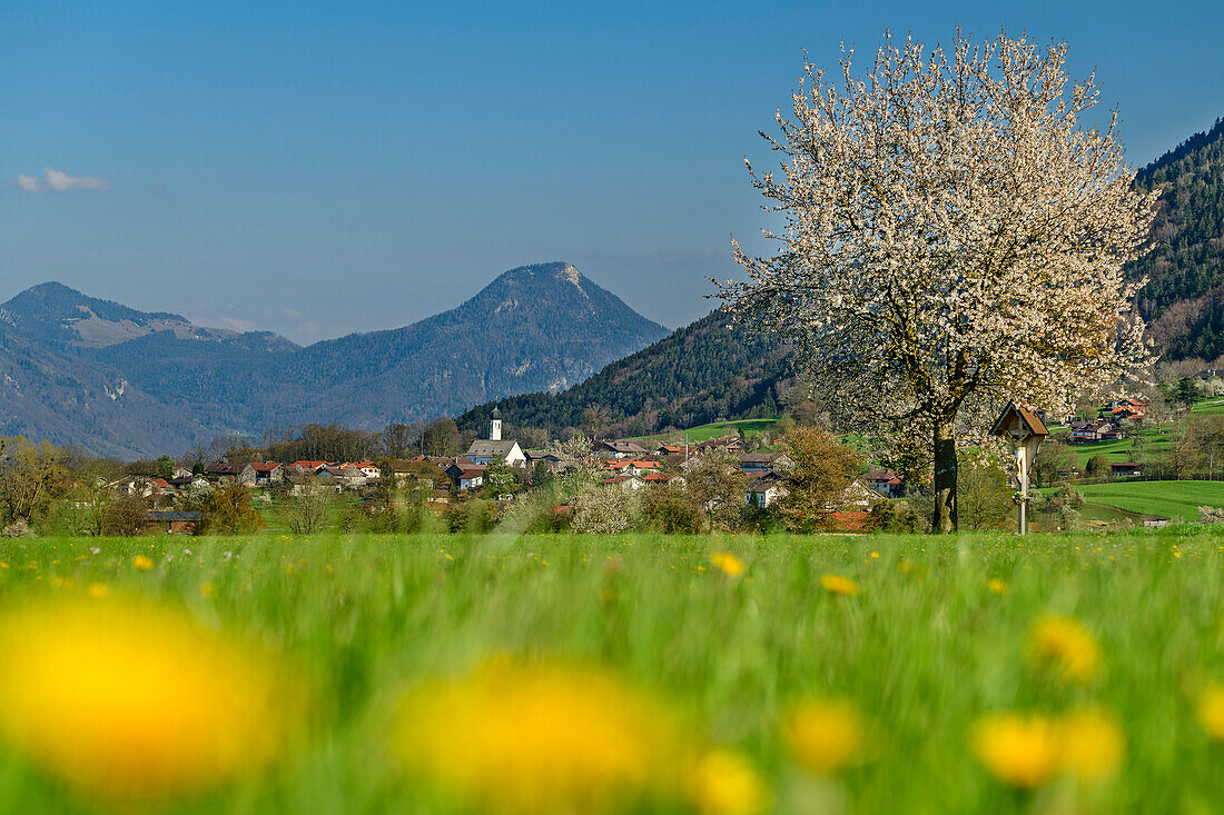 Blossoming apple tree and wayside cross with village and mountains, flower meadow out of focus in the foreground, Litzldorf, Bad Feilnbach, Upper Bavaria, Bavaria, Germany