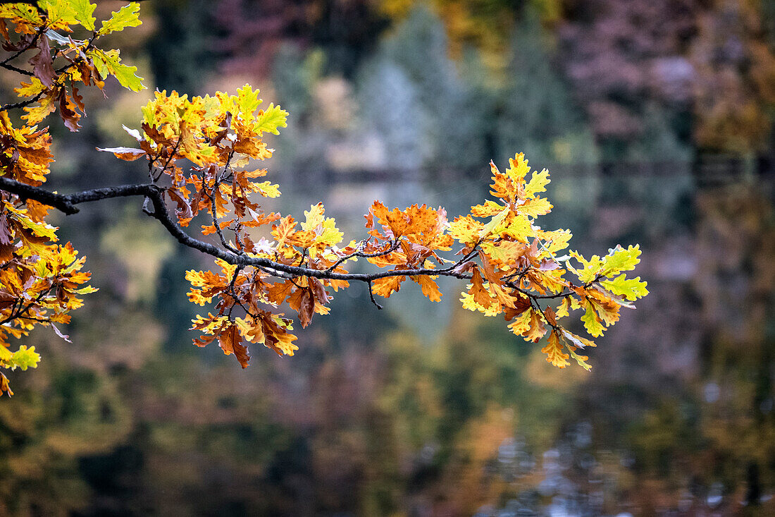 Herbstlaubfärbung Eichenblätter, Weßling, Oberbayern, Bayern, Deutschland, Europa