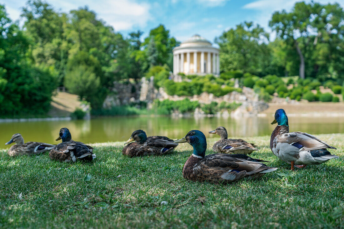 Ducks enjoy the sun in the Esterhazy Castle Park in Eisenstadt, Burgenland, Austria