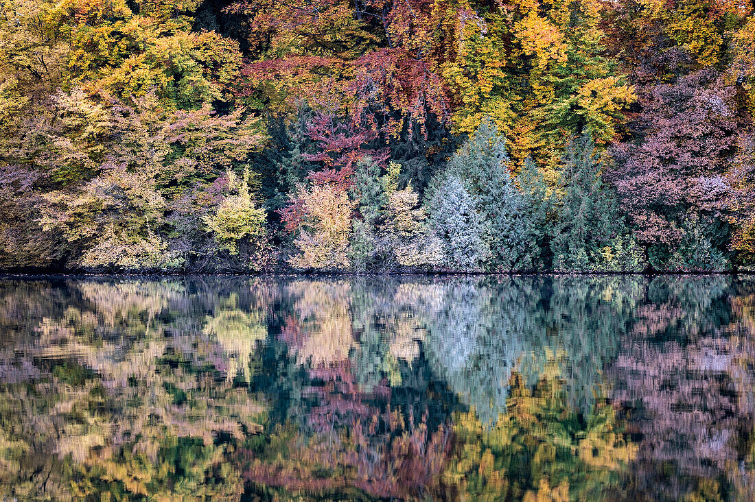 Autumn trees and reflection in the Wesslinger See, Wessling, Upper Bavaria, Bavaria, Germany, Europe