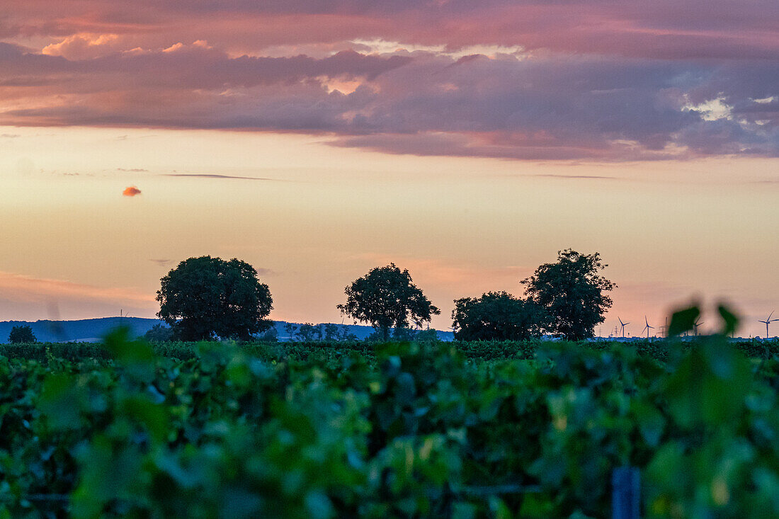 Sonnenuntergang über den Feldern nähe des Nationalparks Seewinkel im Burgenland, Österreich