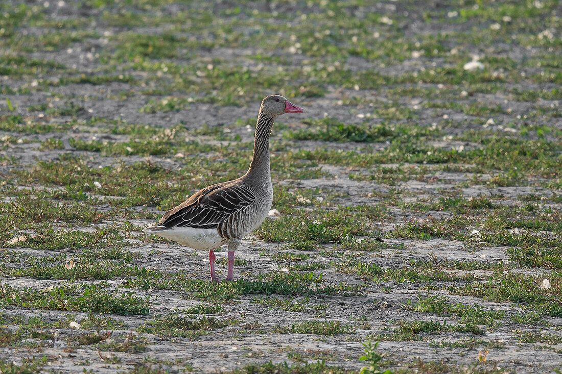 Greylag goose in the Seewinkel National Park on Lake Neusiedl in Burgenland, Austria