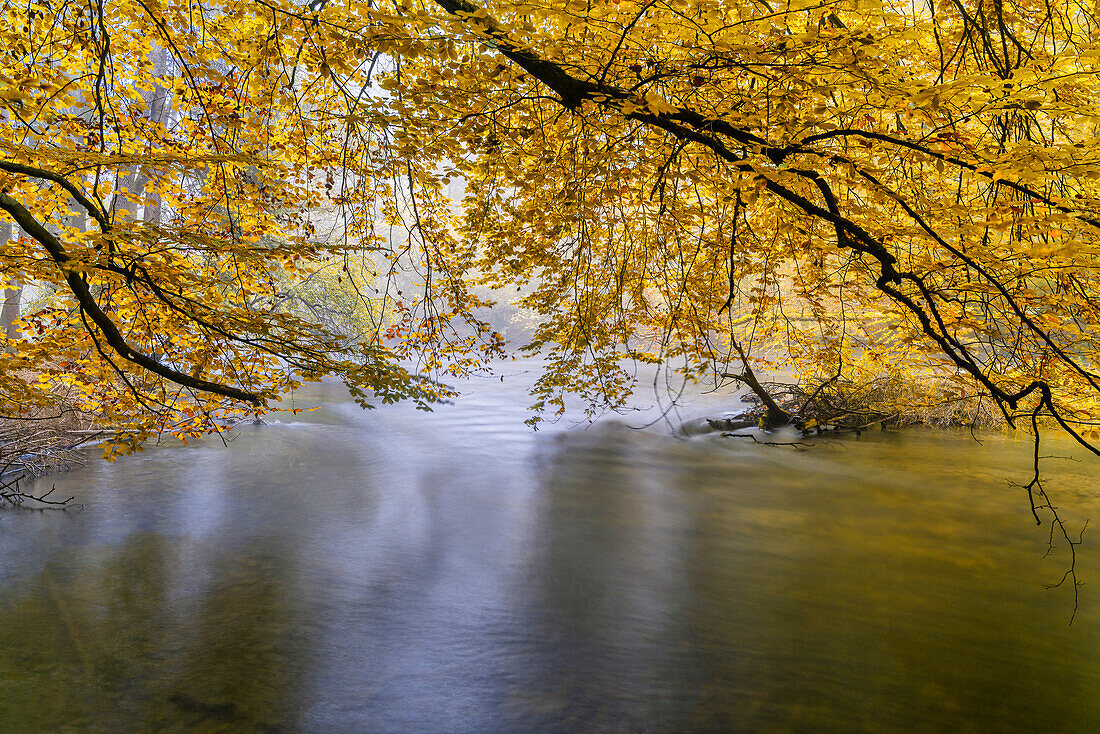 Foggy autumn morning on the Würm, Leutstetten, Starnberg, Bavaria, Germany