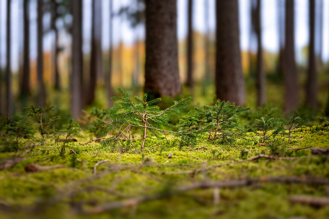 Fichtenschösslinge im Herbstwald, Bayern, Deutschland