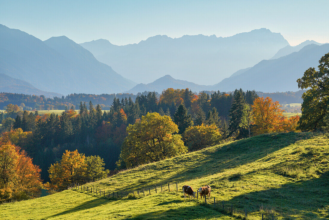 Magnificent view from the Aidlinger Höhe towards the Wetterstein Mountains on an October evening, Aidling, Murnau, Bavaria, Germany, Europe