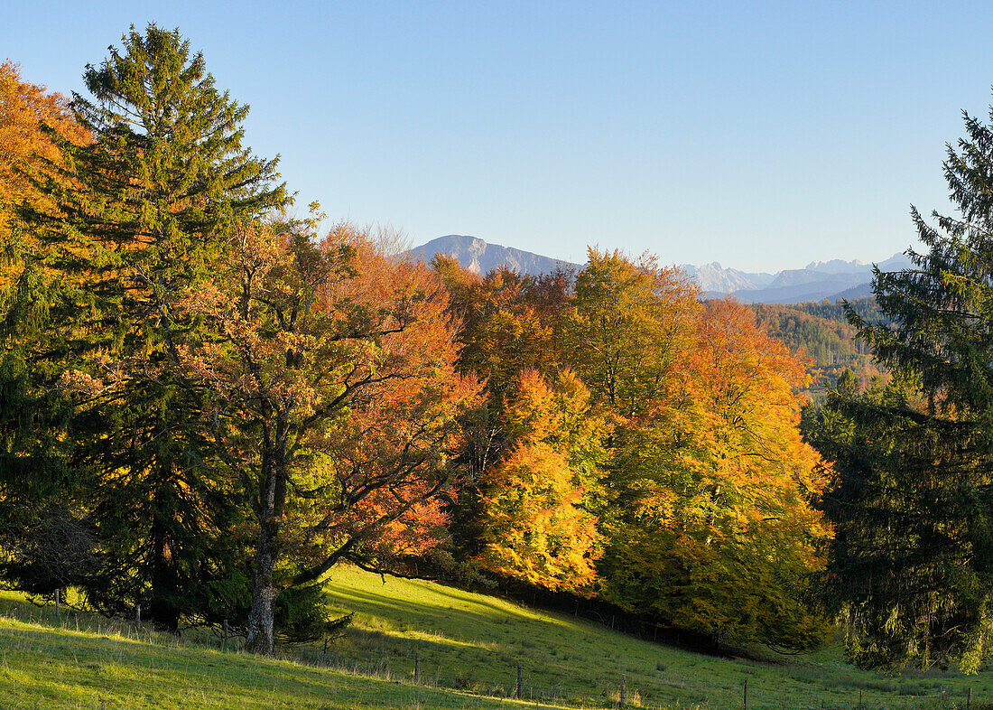Herrlicher Blick auf den Herbstwald unterhalb der Aidlinger Höhe, Aidling, Murnau, Bayern, Deutschland, Europa