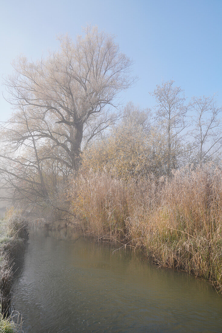 Mysterious foggy morning in the Murnauer Moos in autumn, Murnau, Bavaria, Germany, Europe