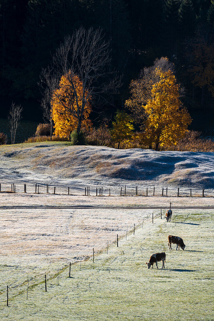 Cows graze on Wagenbrüchsee, behind them autumnal deciduous trees, Gerold, Werdenfelser Land, Bavaria, Germany