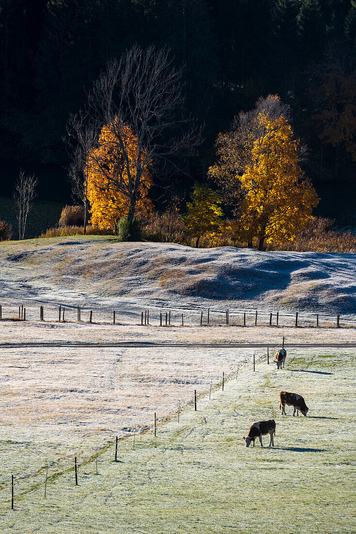 Kühe grasen am Wagenbrüchsee, dahinter herbstlich verfärbte Laubbäume, Gerold, Werdenfelser Land, Bayern, Deutschland