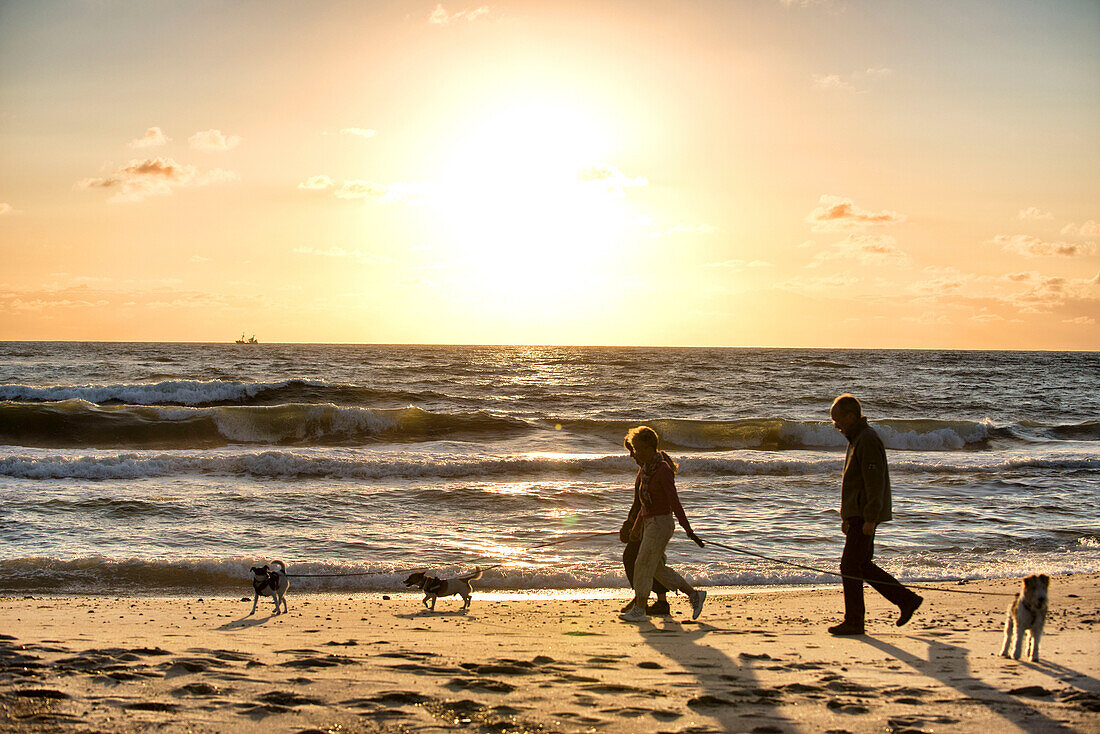 Family walk with dogs on the North Sea beach at sunset