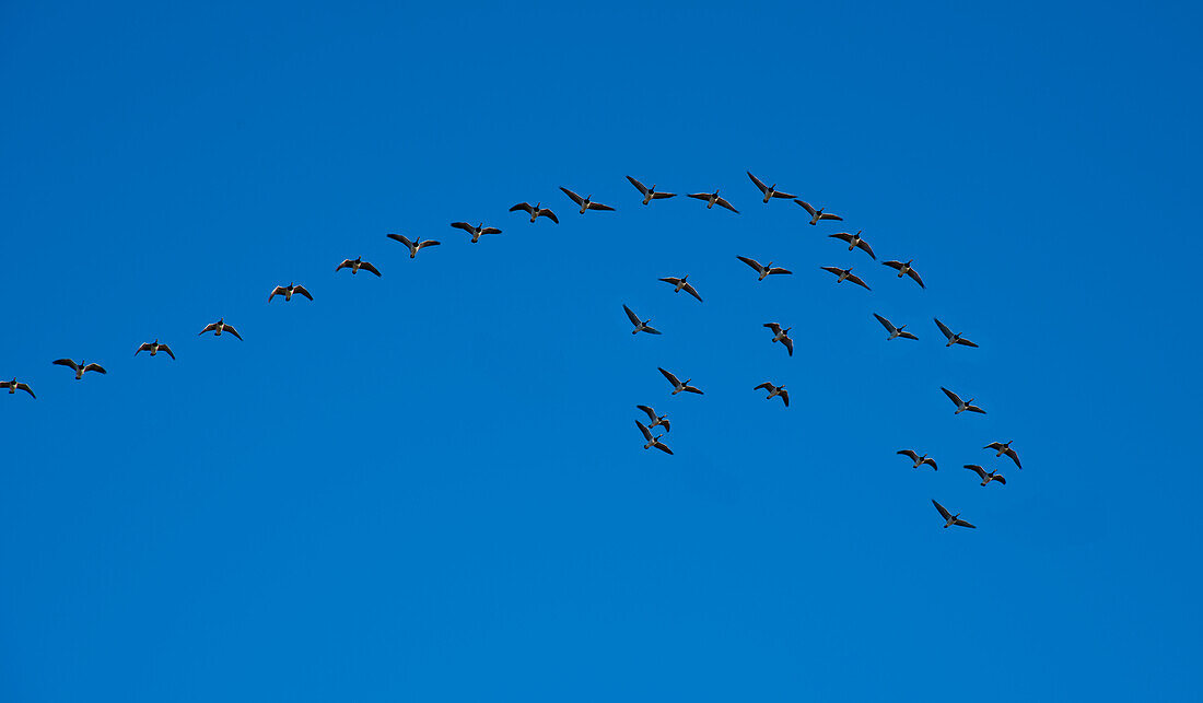 Barnacle geese in formation flight