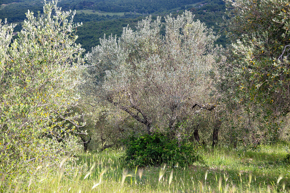 Olivenbäume in der Valle Umbria, Umbrien, Italien