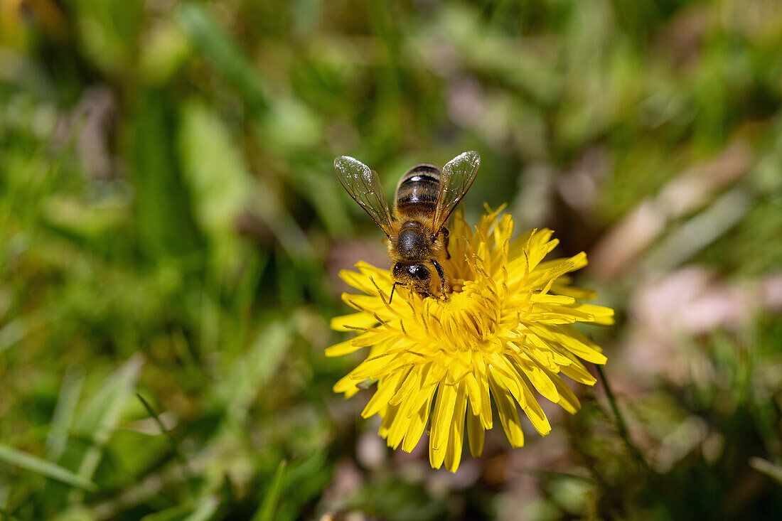 honey bee, dandelion; Taraxacum sect. ruderali