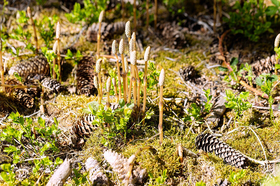 Forest horsetail, Equisetum sylvaticum, spikes of spores, horsetail on forest floor