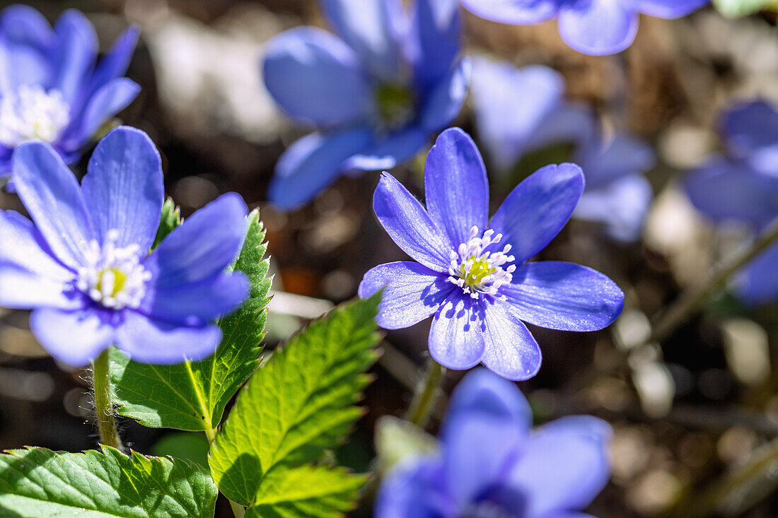 Liverworts, Hepatica nobilis