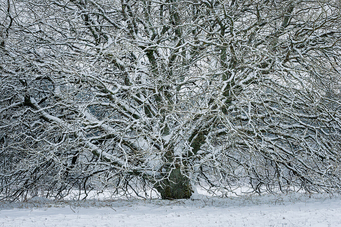 Winterlandschaft nahe dem Schwarzen Moor, Bayern, Rhön, Deutschland