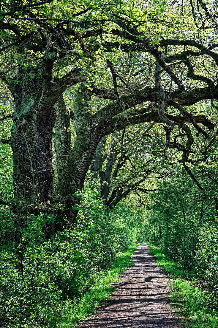 Fairytale forest in the Kühkopf-Knoblochsaue nature reserve on the Rhine, Hesse, Germany.