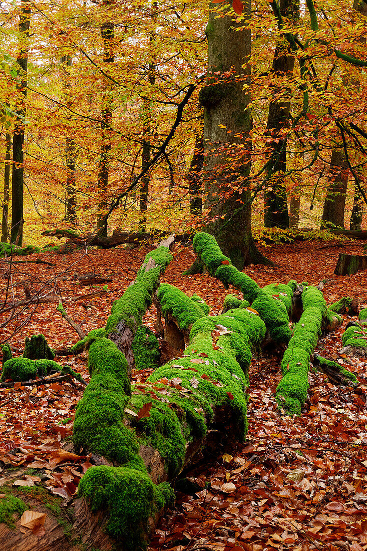 Totholz in den Buchenwäldern im Hochspessart, Naturschutzgebiet Rohrberg, Bayern, Deutschland.