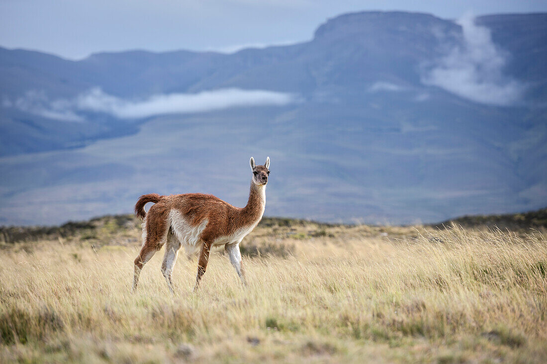Guanako (wildlebendes Kamel) streift durch die Landschaft von Patagonien, Nationalpark Torres del Paine, Provinz Última Esperanza, Chile, Südamerika
