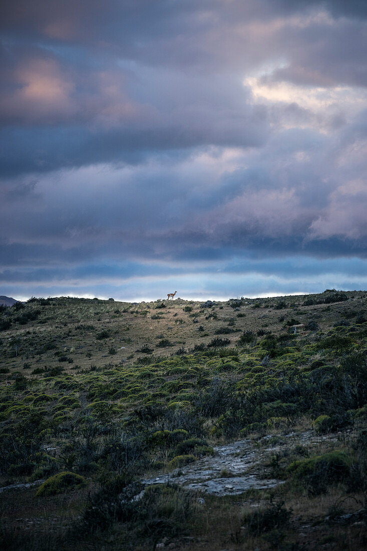 Guanako (wildlebendes Kamel), Nationalpark Torres del Paine, Patagonien, Provinz Última Esperanza, Chile, Südamerika