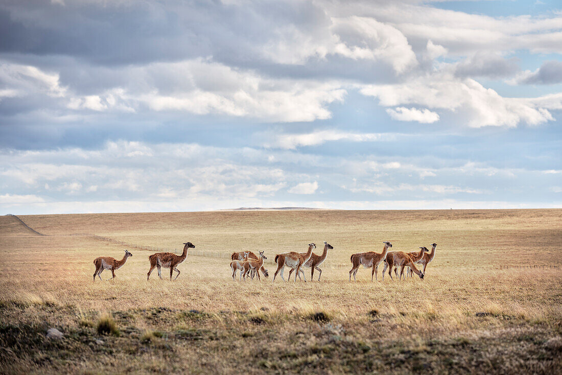 Guanako Herde in der Steppenlandschaft rund um das Vulkanfeld Nationalpark Pali Aike, Patagonien, Chile, Südamerika