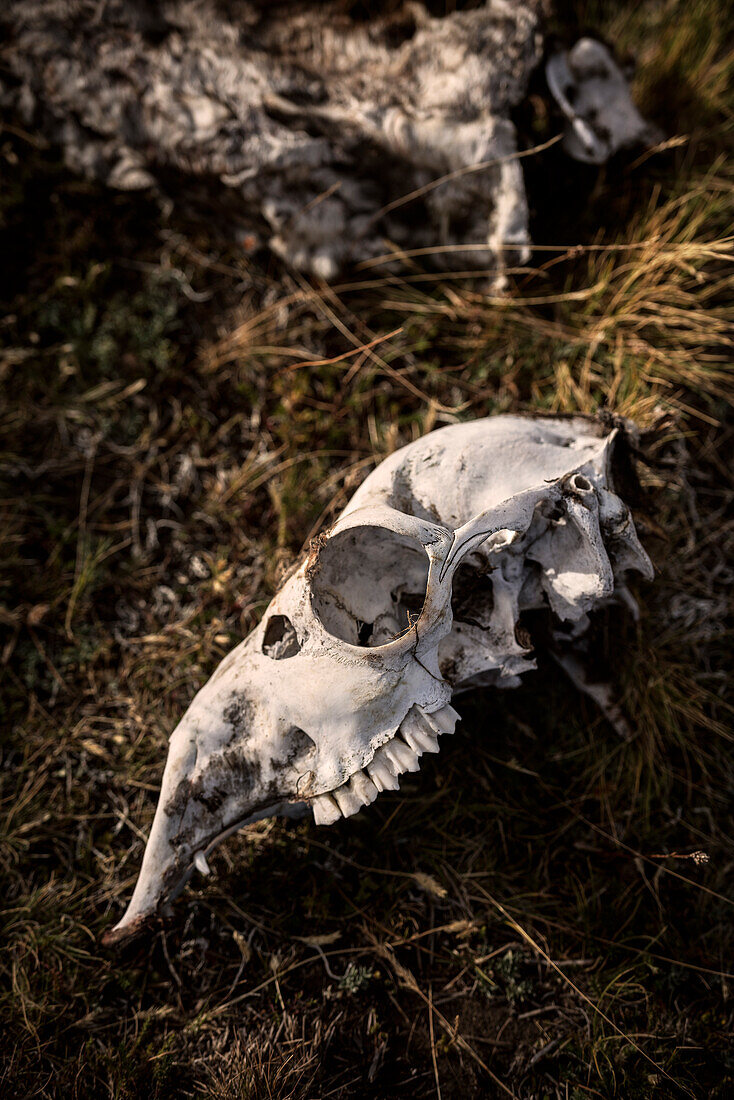 Totenkopf eines Guanakos bei Laguna Ana, Vulkanfeld Nationalpark Pali Aike, Patagonien, Chile, Südamerika