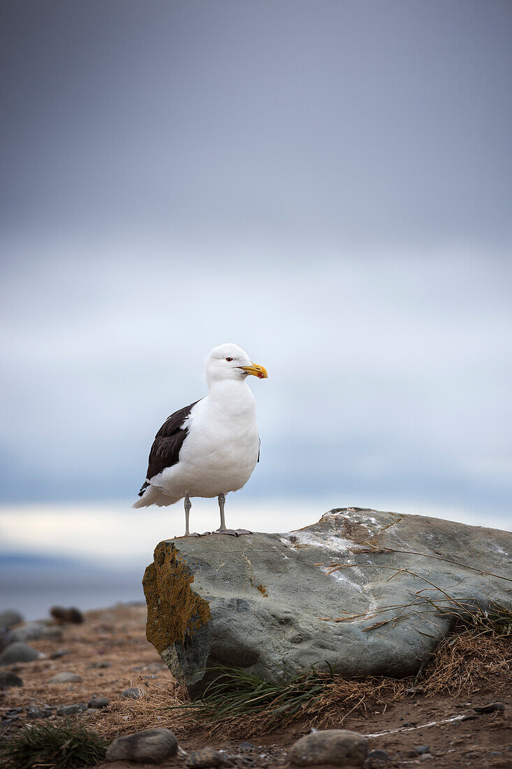 Möwe sitzt auf Stein im Nationalpark Isla Magdalena, Punta Arenas, Patagonien, Chile, Südamerika