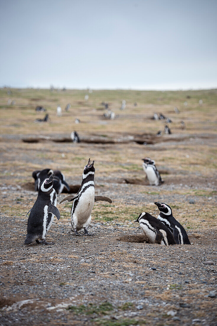 Magellan Pinguin Kolonie, Nationalpark Isla Magdalena, Punta Arenas, Patagonien, Chile, Südamerika