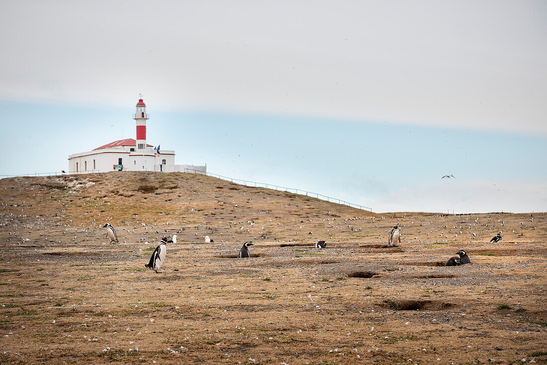 Magellanic penguin colony and lighthouse, Isla Magdalena National Park, Punta Arenas, Patagonia, Chile, South America