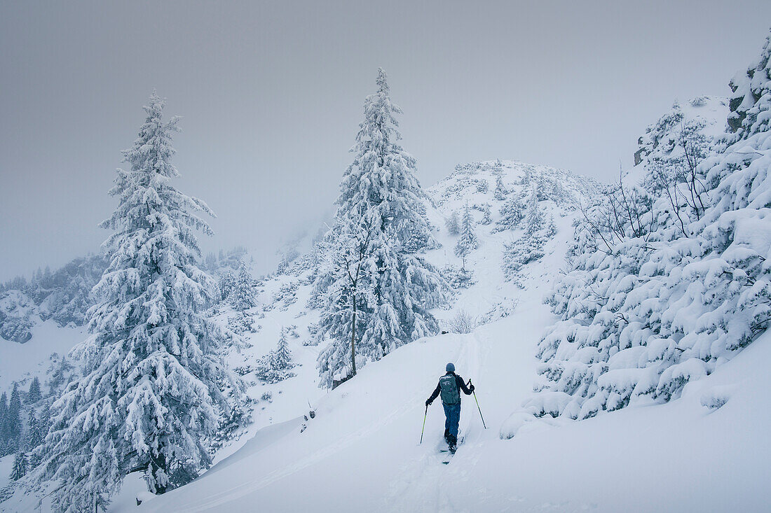 Ski tour to the snow-covered Lacherspitze in Sudelfeld in Bavaria, ski tourers in the snow between snow-covered trees