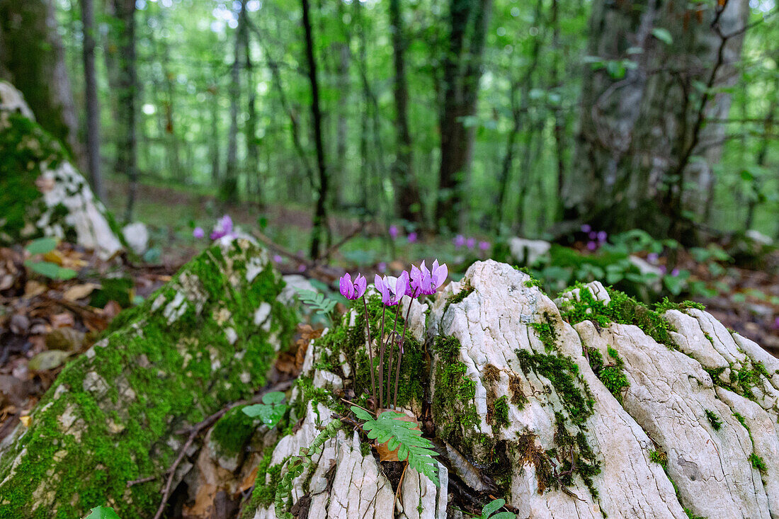 European cyclamen on the trail to the Trdinov vrh peak and the Dom pri Gospodićni spring