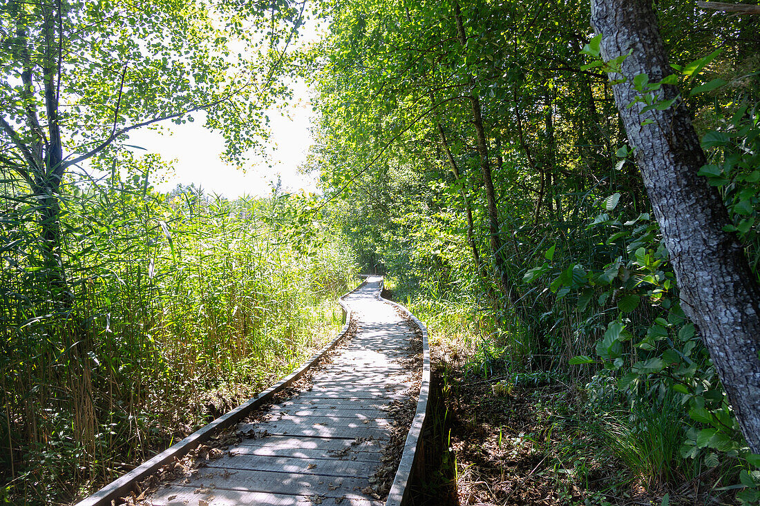 Lahinja Landscape Park near Veliki Nerajec, Nerajski Lugi, Boardwalk