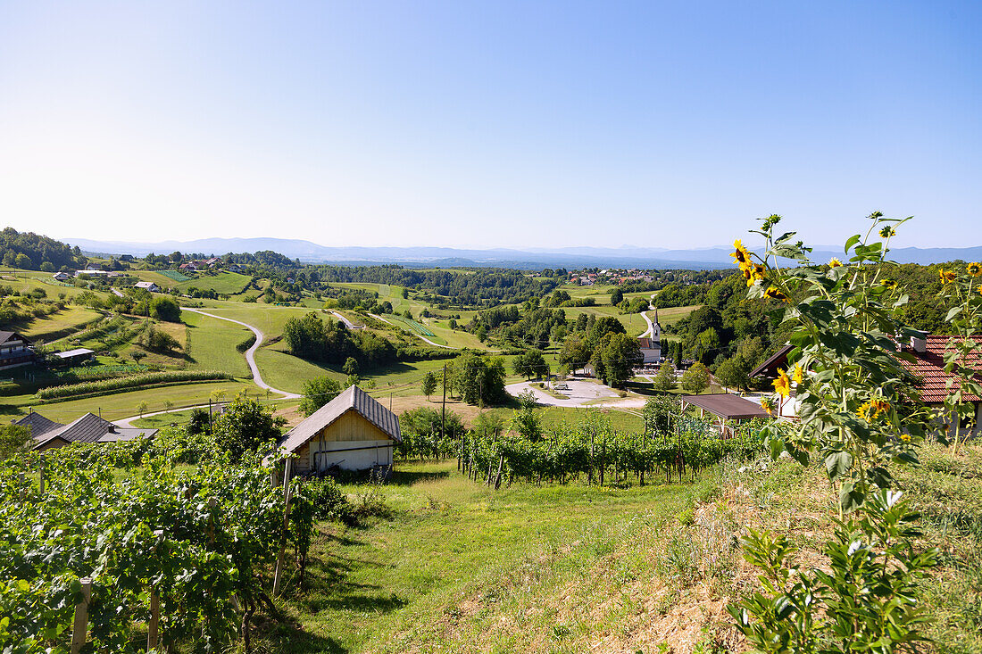 Dolnji Suhor pri Metliki, Landscape of the Bela Krajina near Metlika